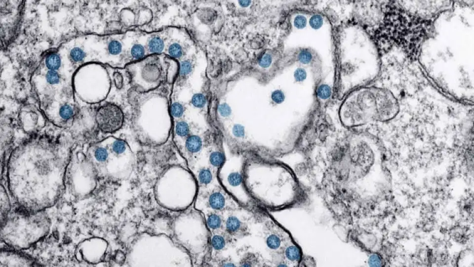 coronavirus cdc